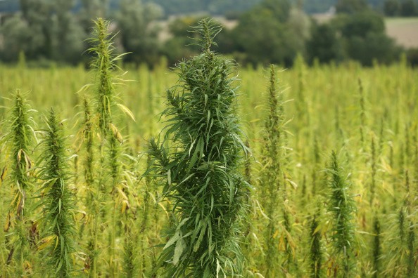 Indoor Cannabis Growing Steps