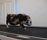 Micro Pig on Treadmill