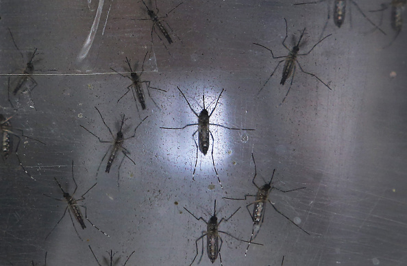 Possible sexually transmitted Zika case in NZ